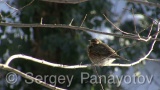 Video of Redwing - Redwing in the winter forest